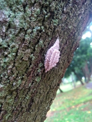 Insecta