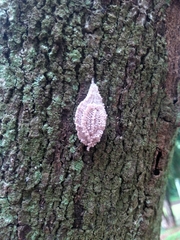 Insecta