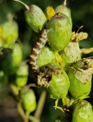 Eupithecia linariata