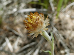 Coronidium scorpioides