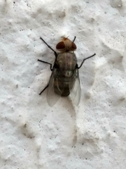 Diptera