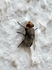 Diptera