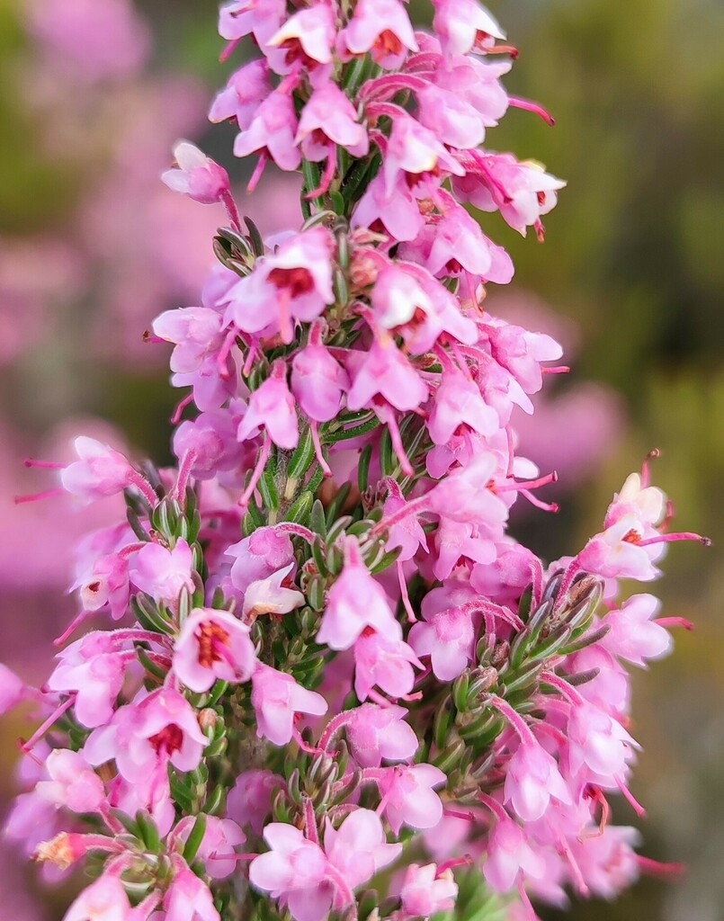 Erica pilaarkopensis