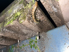 Ethmostigmus rubripes