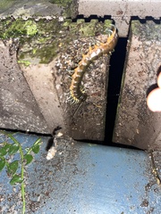 Ethmostigmus rubripes