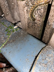 Ethmostigmus rubripes