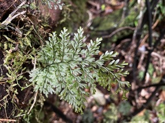 Hymenophyllum