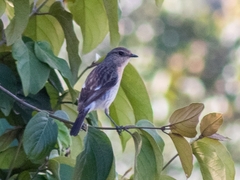 Saxicola torquatus