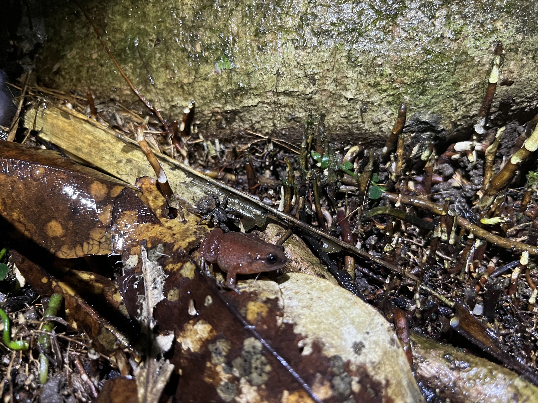 Austrochaperina fryi (Zweifel, 1962)