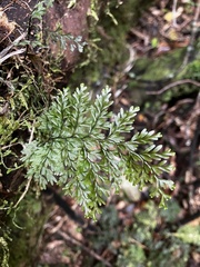 Hymenophyllum