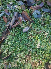 Dichondra micrantha