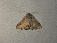 Zale fictilis