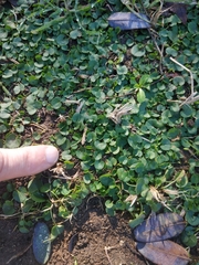 Dichondra micrantha