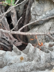 Empusa fasciata