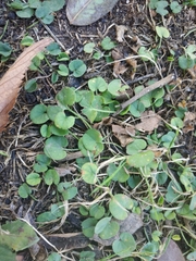 Dichondra micrantha