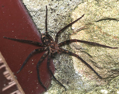 Heteropoda longipes