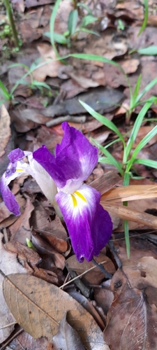 Siphonochilus aethiopicus, photograph 4