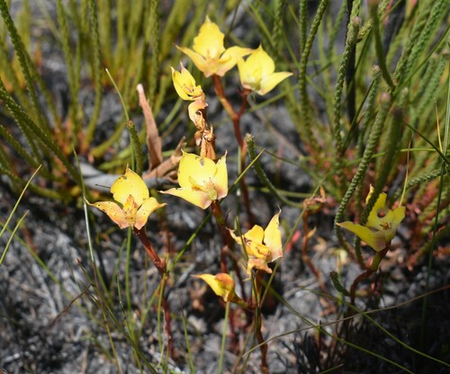 Image of Disa tenuifolia by (c) Justin Ponder, some rights reserved (CC BY)