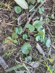 Dichondra micrantha