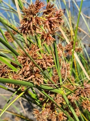 Cyperus congestus