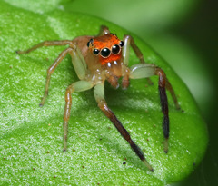 Prostheclina pallida