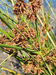 Cyperus congestus