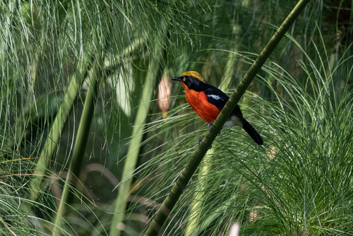Papyrus Gonolek