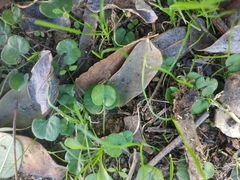 Dichondra micrantha