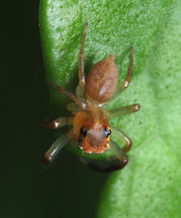 Prostheclina pallida