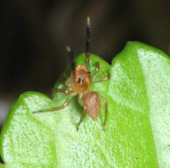 Prostheclina pallida