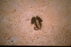 Phrynobatrachus acridoides