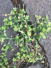 Polycarpon tetraphyllum