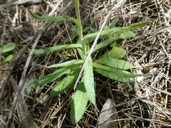 Coronidium scorpioides