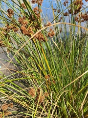 Cyperus congestus
