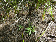 Coronidium scorpioides