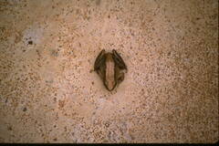 Phrynobatrachus acridoides