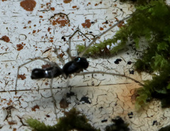 Coleosoma