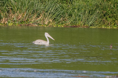 Pelecanus rufescens
