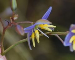 Dianella amoena