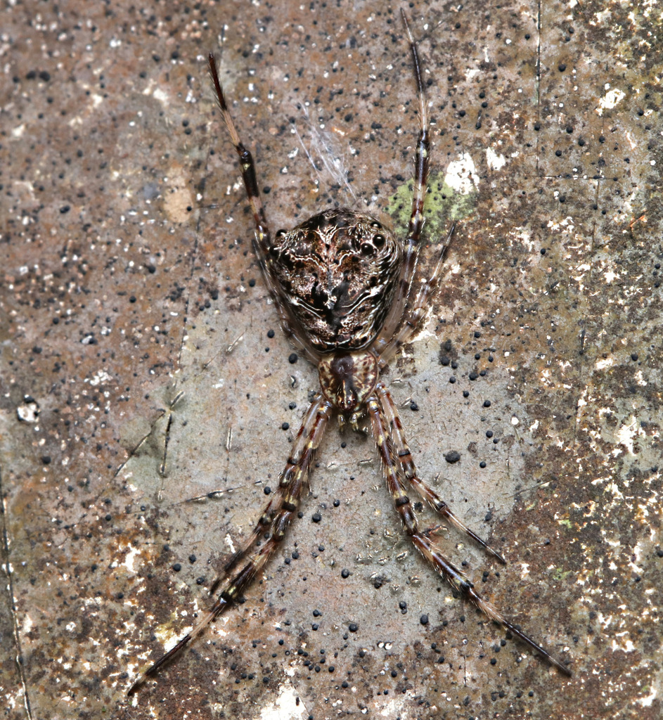 Janula in November 2022 by juliegraham173 · iNaturalist