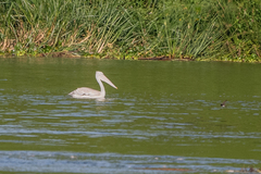 Pelecanus rufescens