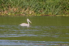 Pelecanus rufescens