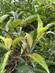 Brunfelsia uniflora