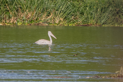 Pelecanus rufescens