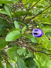 Brunfelsia uniflora