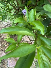 Brunfelsia uniflora