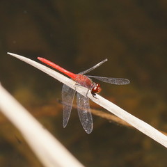 Nannodiplax rubra