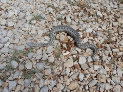 Vipera ammodytes
