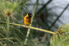 Ploceus melanocephalus