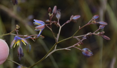 Dianella amoena